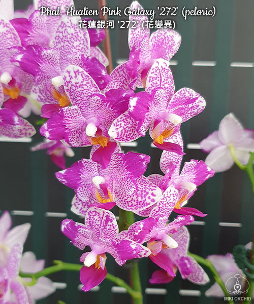 Phalaenopsis Hualien Pink Galaxy '272' (peloric)