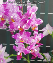 Phalaenopsis Hualien Pink Galaxy '272' (peloric)