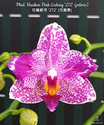 Carica l&#39;immagine nel visualizzatore Galleria, Phalaenopsis Hualien Pink Galaxy &#39;272&#39; (peloric)
