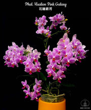 Phalaenopsis Hualien Pink Galaxy