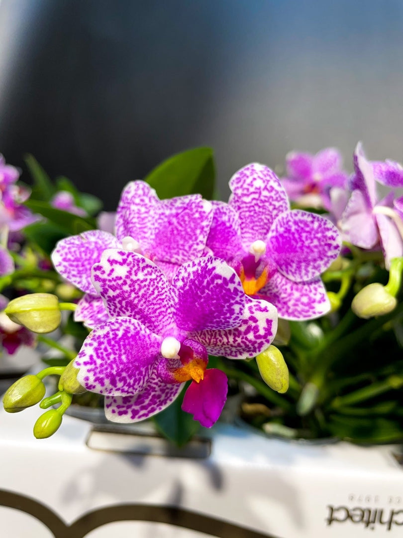 Phalaenopsis Hualien Pink Galaxy