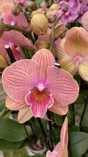 Phalaenopsis JC Stars Shining '372'