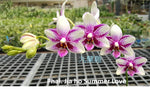Load image into Gallery viewer, Phalaenopsis Jia Ho Summer Love
