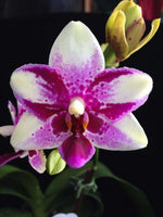 Load image into Gallery viewer, Phalaenopsis Jia Ho Summer Love
