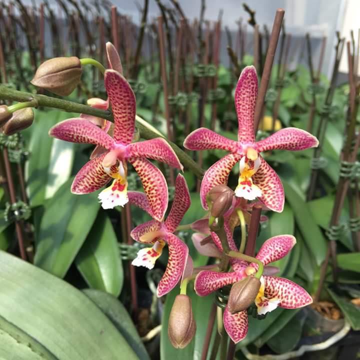 Phalaenopsis Yaphon Pink Lady (Jiaho's Pink Girl 'Sweet Fragrance' x mannii 'Black')