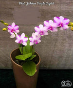 Carica l&#39;immagine nel visualizzatore Galleria, Phalaenopsis Jiuhbao Purple Crystal
