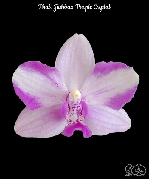 Phalaenopsis Jiuhbao Purple Crystal