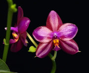 Phalaenopsis Jong's Red Son (Phal. Yuda Blood Red x Phal. Dotty Woodson)