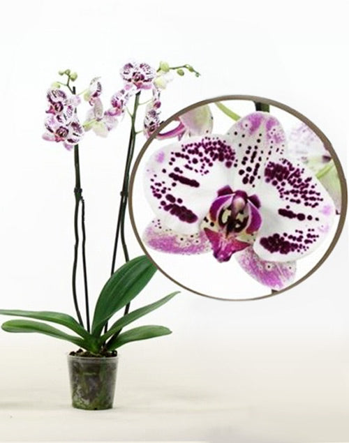 Phalaenopsis Justina