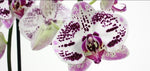 Load image into Gallery viewer, Phalaenopsis Justina
