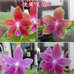Carica l&#39;immagine nel visualizzatore Galleria, Phalaenopsis KS Happy Eagle × tetraspis &#39;C1&#39; 
