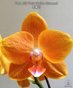Carica l&#39;immagine nel visualizzatore Galleria, Phalaenopsis KS Pride &#39;Golden Diamond&#39;

