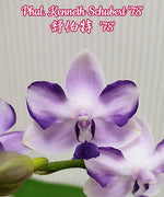 Load image into Gallery viewer, Phalaenopsis Kenneth Schubert &#39;78&#39;
