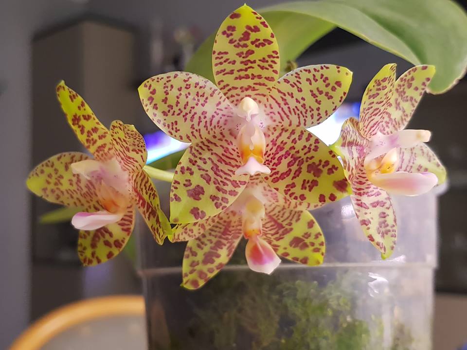 Phalaenopsis LD Giga King (gigantea 'Big Boy' x LD's Bear King 'RK3'