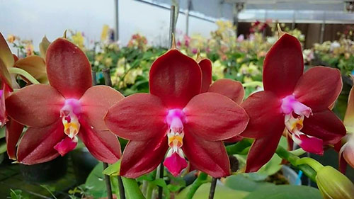 Phalaenopsis LD's Bear King (Phal. Hannover Passion x Phal. Dragon Tree Eagle)