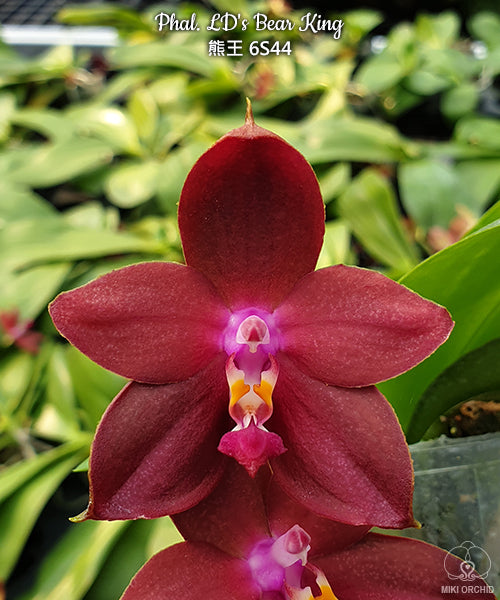 Phalaenopsis LD's Bear King (Phal. Hannover Passion x Phal. Dragon Tree Eagle)