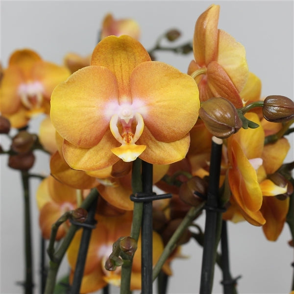 Phalaenopsis Las Vegas