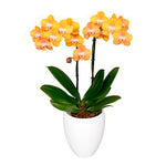 Carica l&#39;immagine nel visualizzatore Galleria, Phalaenopsis Las Vegas
