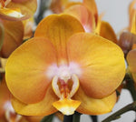 Carica l&#39;immagine nel visualizzatore Galleria, Phalaenopsis Las Vegas
