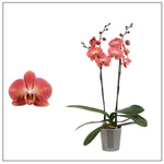 Carica l&#39;immagine nel visualizzatore Galleria, Phalaenopsis Leco Fantastic &#39;Ll045-2&#39;
