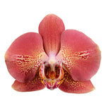 Carica l&#39;immagine nel visualizzatore Galleria, Phalaenopsis Leco Fantastic &#39;Ll045-2&#39;
