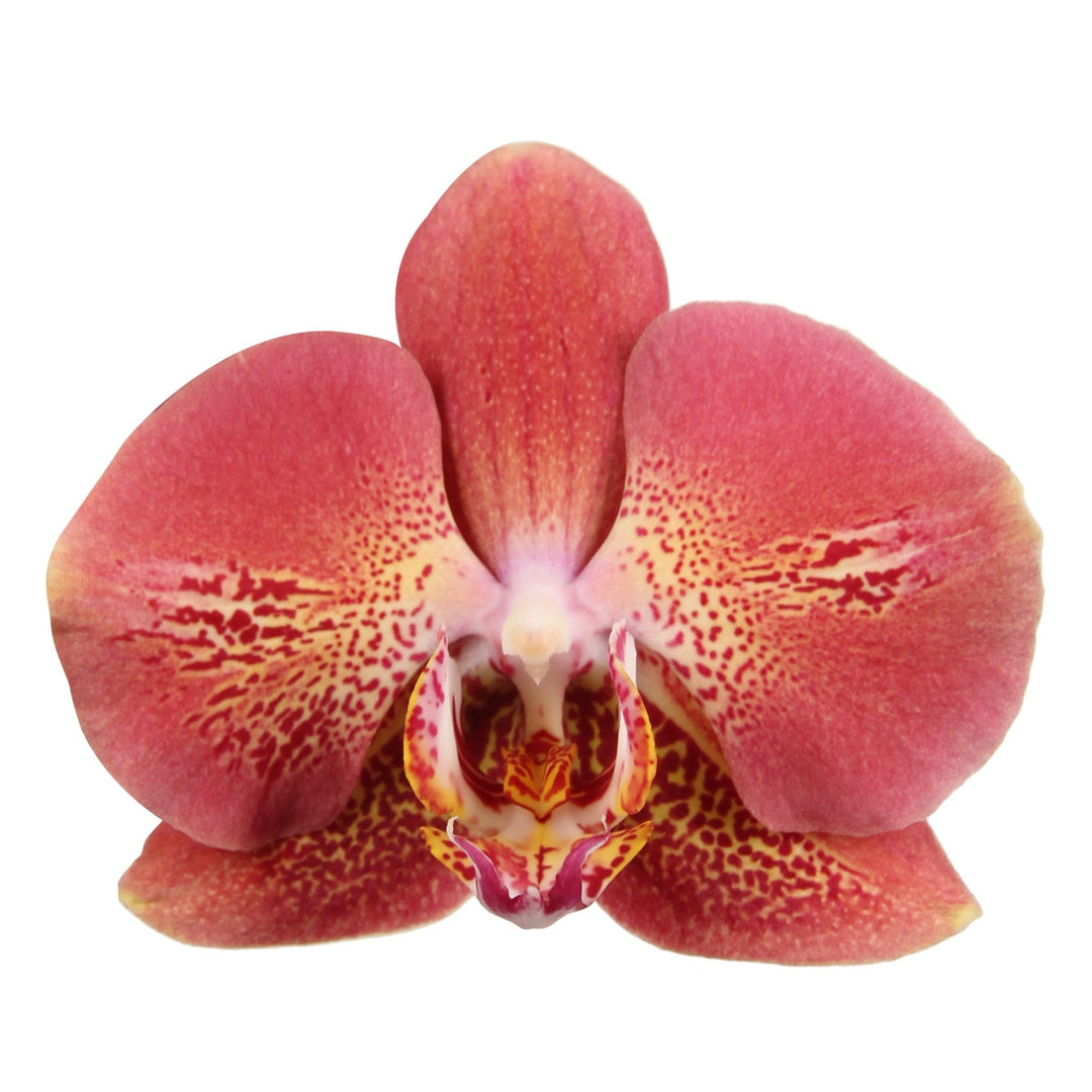 Phalaenopsis Leco Fantastic 'Ll045-2'