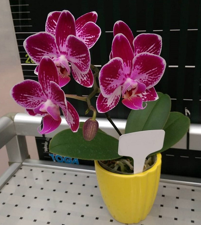 Phalaenopsis Lianher Happy Ladybug