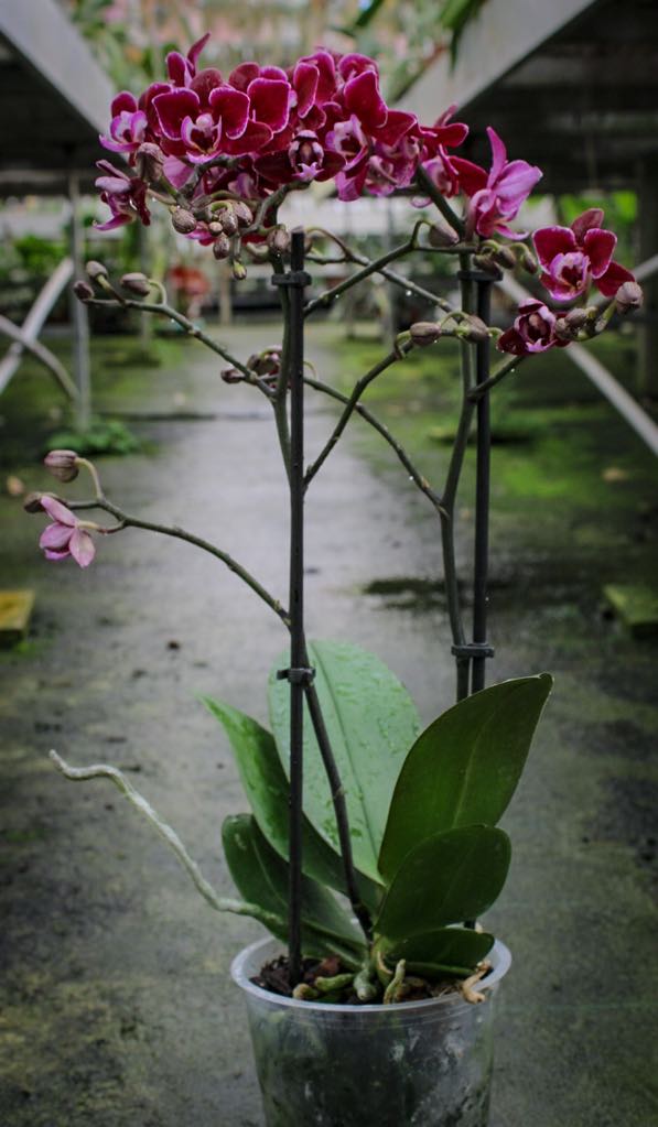 Phalaenopsis Lianher Cranberry 'Cha Cha'