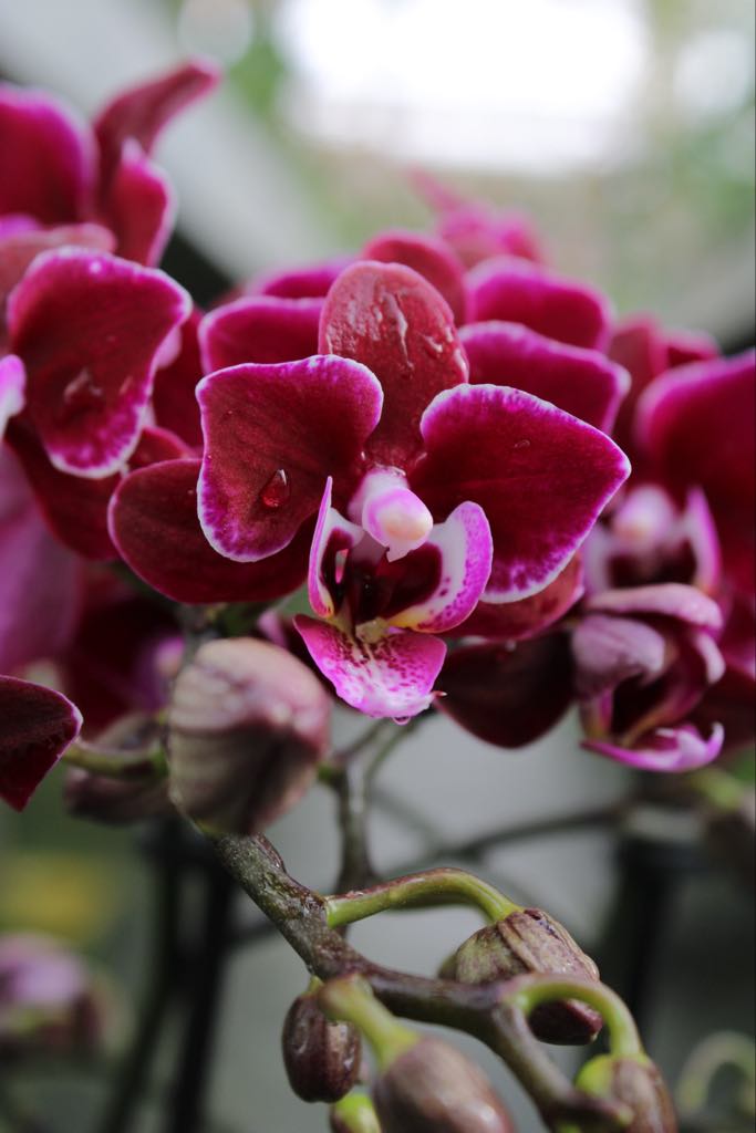 Phalaenopsis Lianher Cranberry 'Cha Cha'