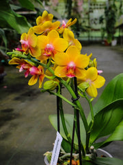 Phalaenopsis Lioulin Orange