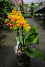 Carica l&#39;immagine nel visualizzatore Galleria, Phalaenopsis Lioulin Orange
