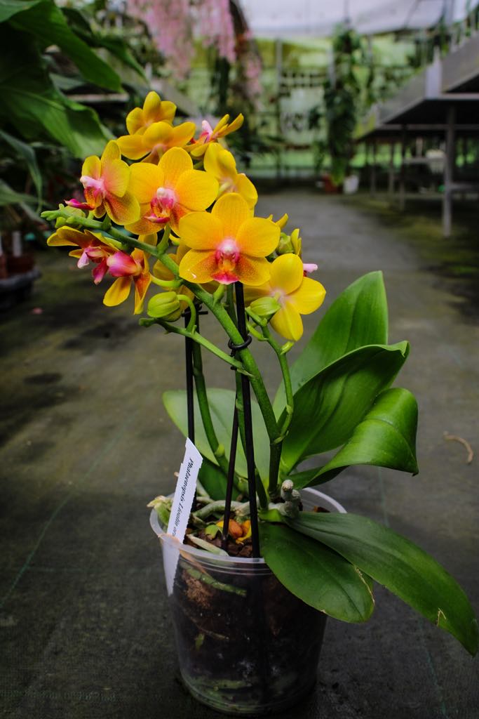 Phalaenopsis Lioulin Orange