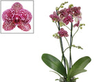 Carica l&#39;immagine nel visualizzatore Galleria, Phalaenopsis Lioulin Wild Cat
