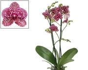 Phalaenopsis Lioulin Wild Cat