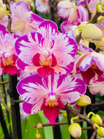 Load image into Gallery viewer, Phalaenopsis Little Gem Stripe “Cat King”
