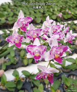 Load image into Gallery viewer, Phalaenopsis Liu&#39;s Beauty Taiwan
