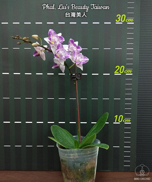 Phalaenopsis Liu's Beauty Taiwan