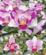 Load image into Gallery viewer, Phalaenopsis Liu&#39;s Beauty Taiwan
