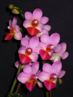 Carica l&#39;immagine nel visualizzatore Galleria, Phalaenopsis Liu&#39;s Cute Angel (Dtps.Jia Ho Cherry x P.lobbii)
