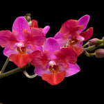Carica l&#39;immagine nel visualizzatore Galleria, Phalaenopsis Liu&#39;s Triprince &#39;Pink&#39; (peloric - 2 eyes)
