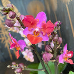 Carica l&#39;immagine nel visualizzatore Galleria, Phalaenopsis Liu&#39;s Triprince &#39;Pink&#39; (peloric - 2 eyes)
