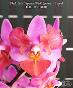 Carica l&#39;immagine nel visualizzatore Galleria, Phalaenopsis Liu&#39;s Triprince &#39;Pink&#39; (peloric - 2 eyes)

