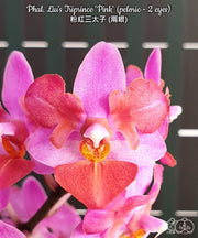 Phalaenopsis Liu's Triprince 'Pink' (peloric - 2 eyes)