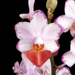 Carica l&#39;immagine nel visualizzatore Galleria, Phalaenopsis Liu&#39;s Triprince &#39;Splash&#39; SM/TOGA
