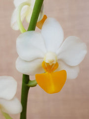 Phalaenopsis Liu's Triprince 'Yellow lip'