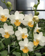 Carica l&#39;immagine nel visualizzatore Galleria, Phalaenopsis Liu&#39;s Triprince &#39;Yellow lip&#39;
