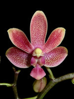 Carica l&#39;immagine nel visualizzatore Galleria, Phalaenopsis Liu&#39;s Yellow Star Dust (Caribbean Sunset x minus)
