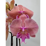 Carica l&#39;immagine nel visualizzatore Galleria, Phalaenopsis LongShu Easter Beauty
