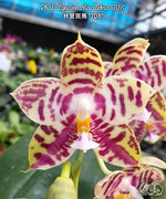 Carica l&#39;immagine nel visualizzatore Galleria, Phalaenopsis Lyndon Mix Zebra &#39;708&#39;

