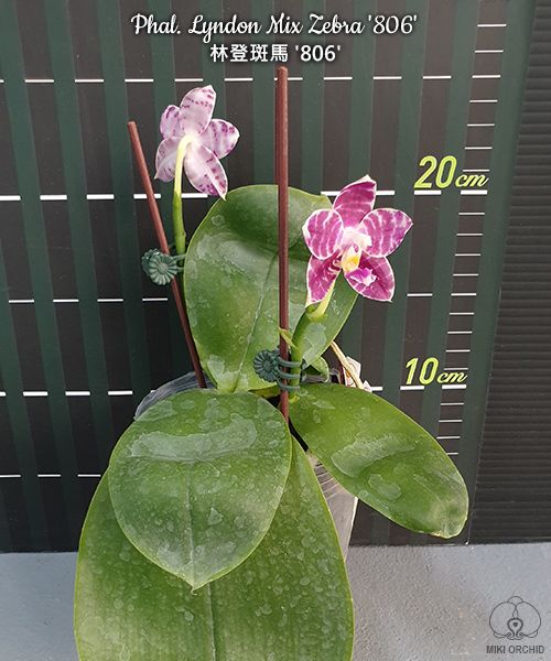 Phalaenopsis Lyndon Mix Zebra '806'